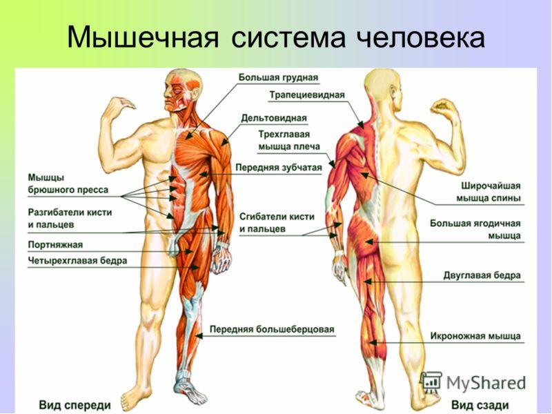 Мышцы анатомия презентация