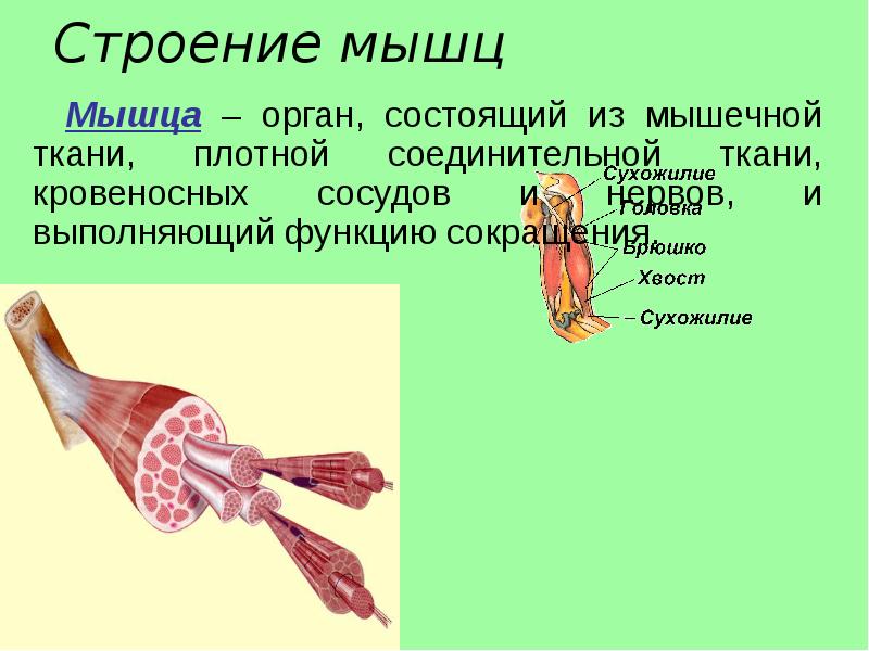 Строение мышечного чувства