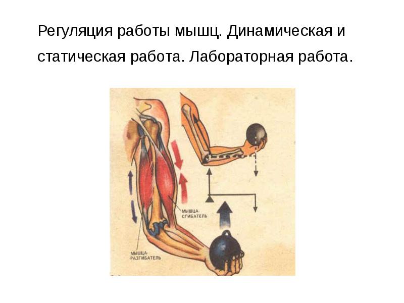 Практическая работа по биологии утомление мышц. Динамическая и статическая работа мышц. Динамическая и статическая работа мышц таблица. Статистическая и динамическая работа мышц. Статическая работа мышц человека.