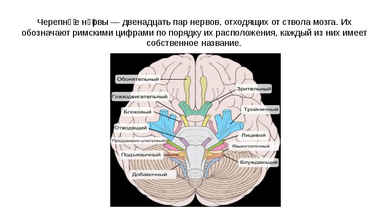 Черепно мозговые нервы неврология презентация