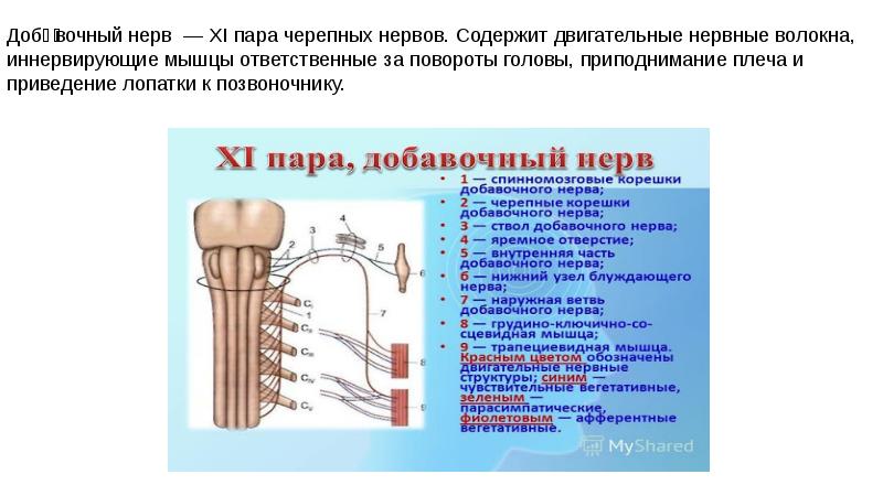 Добавочный нерв схема пути