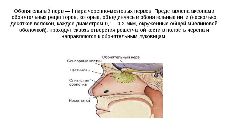 Обонятельный нерв неврология презентация