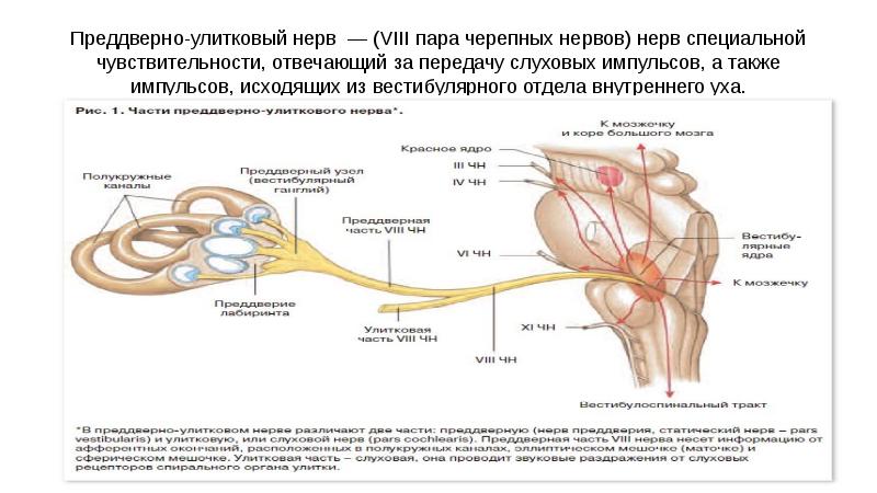 Ядра vii пары черепных нервов