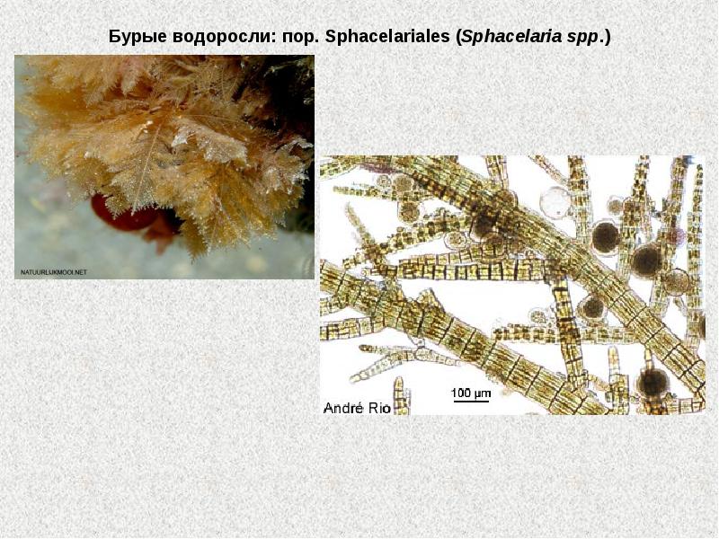Альгология микология. Сфацелярия. Sphacelariales. Сфацелярия под микроскопом. Выводковые почки бурых водорослей.