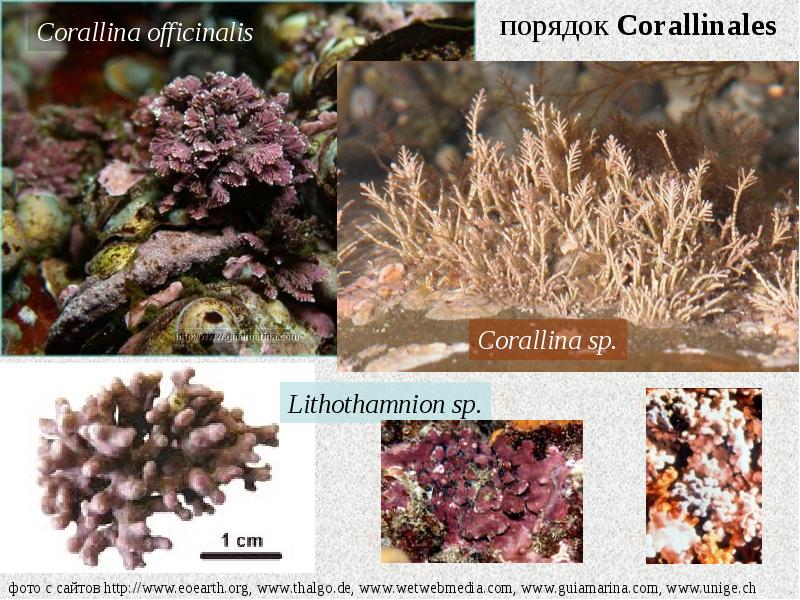 Альгология микология. Красные водоросли Lithothamnion. Литотамнион водоросли. Водоросль corallina officinalis. Литотамния водоросль.