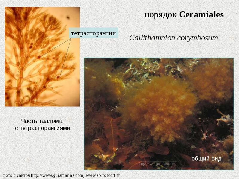 Альгология микология. Каллитамнион водоросль. Каллитамнион водоросль доклад. Строение каллитамнион. Таллом полисифонии.