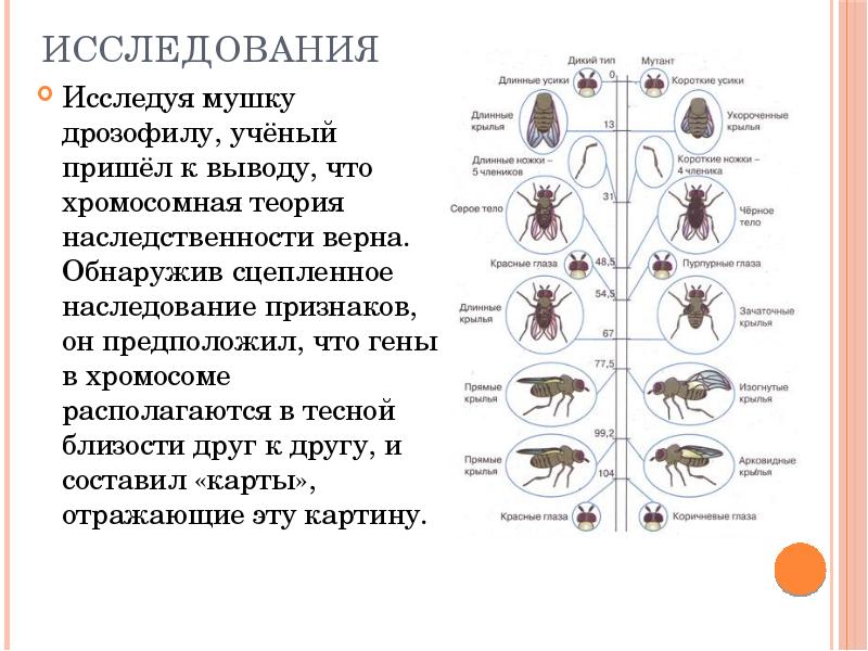 Внеядерная наследственность презентация 10 класс