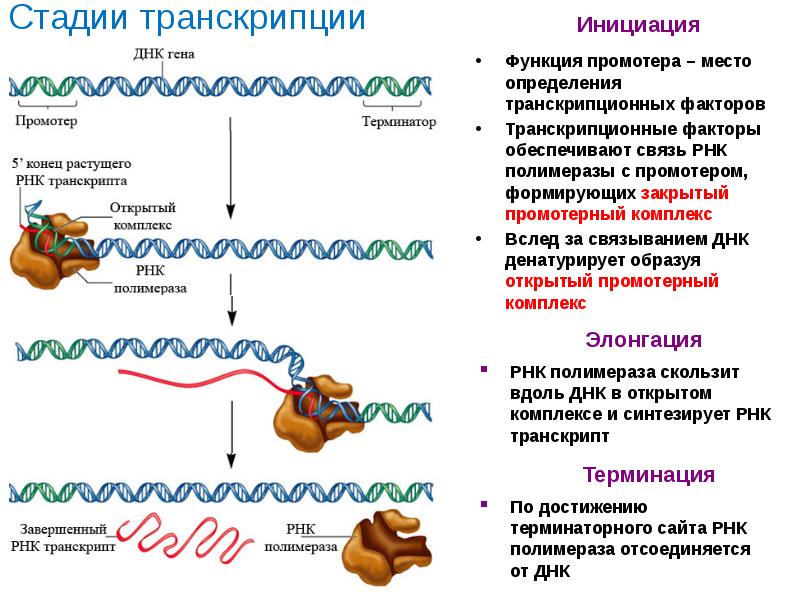 Презентация транскрипция биология