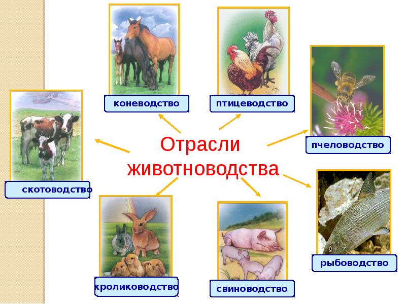 Проект животноводство 4 класс окружающий мир