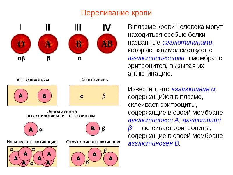 Презентация кровь пименов