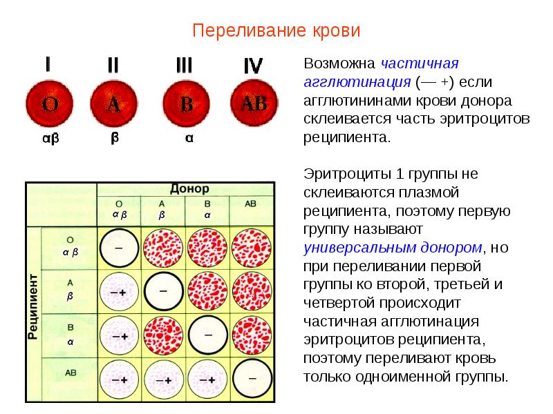 Презентация кровь пименов