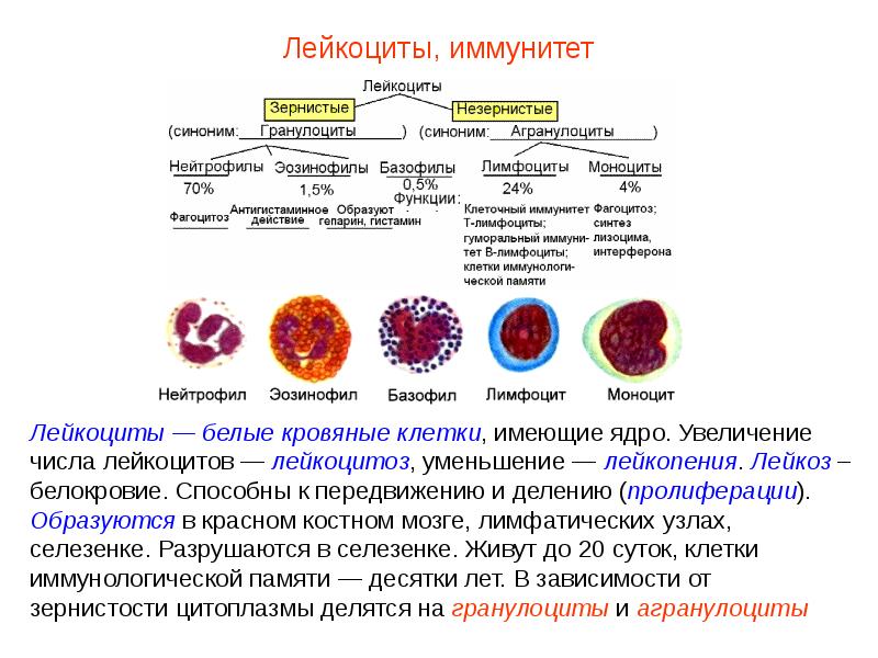 Презентация кровь пименов