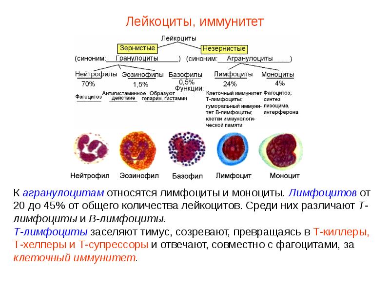 Презентация кровь пименов