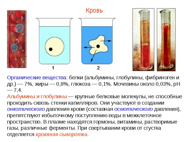 Презентация кровь пименов