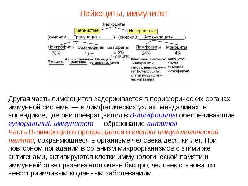 Презентация кровь пименов