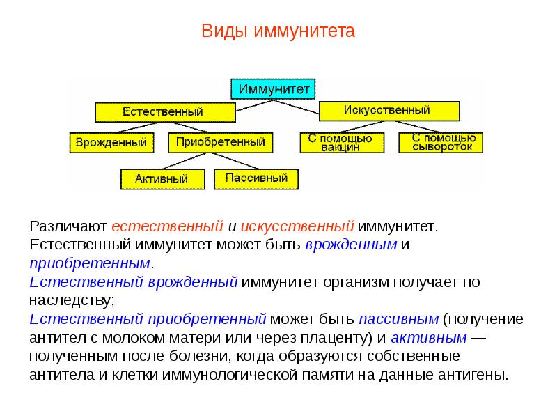 Презентация кровь пименов