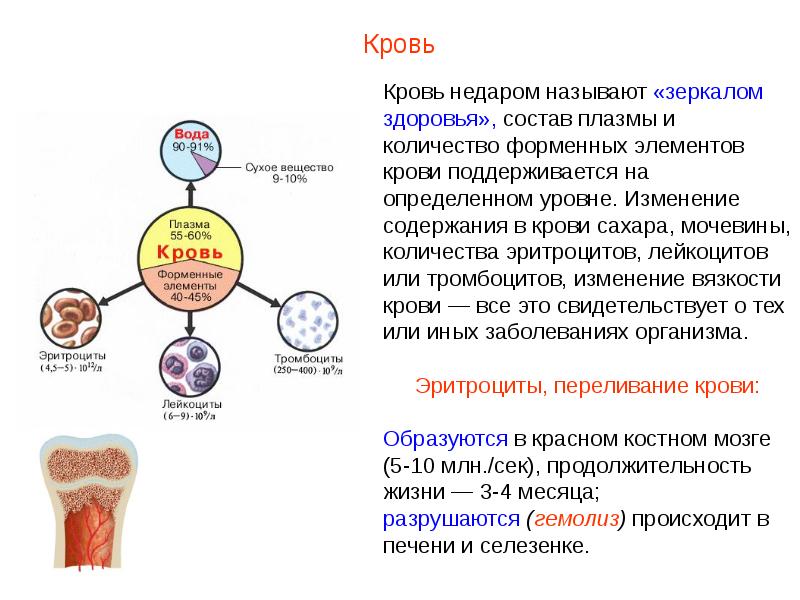 Физиологическая роль форменных элементов крови в организме презентация