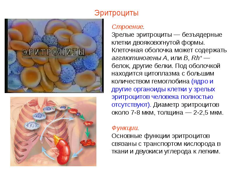 Презентация кровь пименов