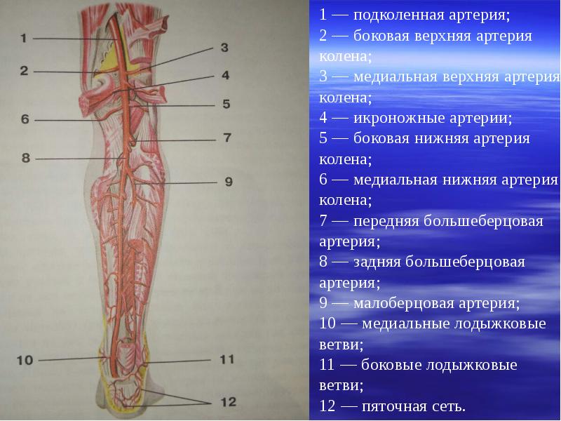 Анатомия артерий нижних конечностей презентация