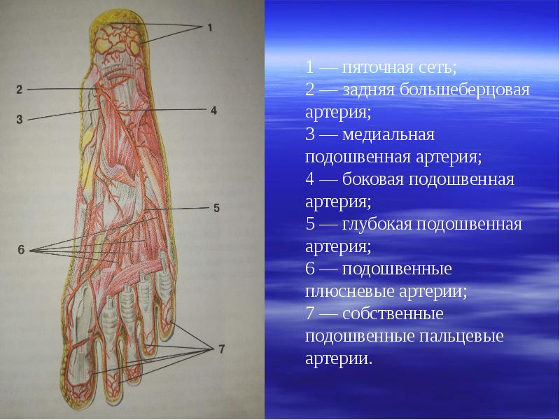 Артерии нижней конечности презентация