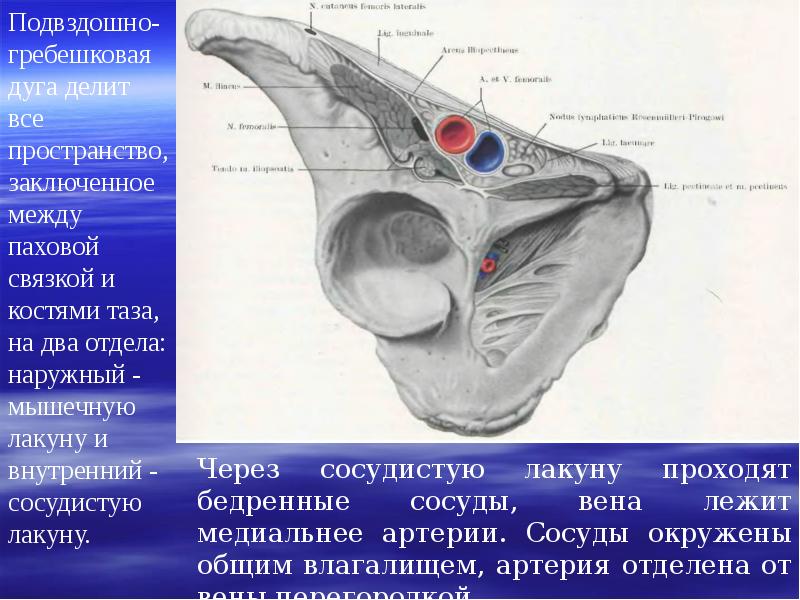 Мышечная и сосудистая лакуны схема