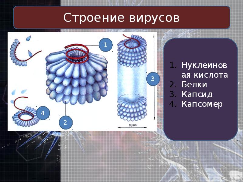 Вирусы неклеточная форма жизни презентация 10 класс