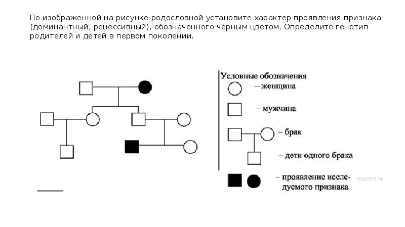 Составить схему родословной