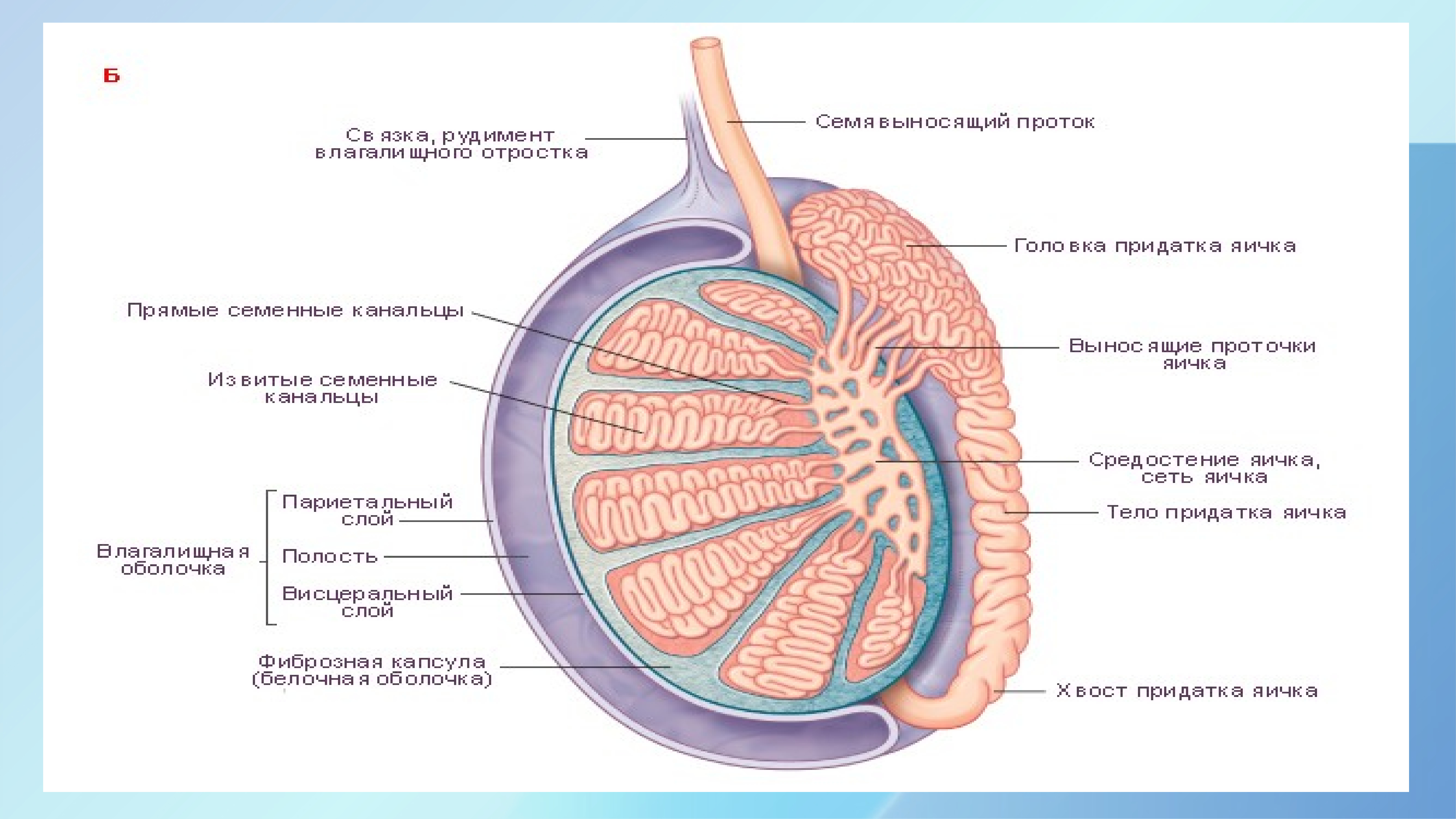 Машонка это что у человека. Придаток яичка анатомия строение. Строение яичка у мужчин анатомия. Мужское яичко в разрезе анатомия. Анатомическая структура яичек.