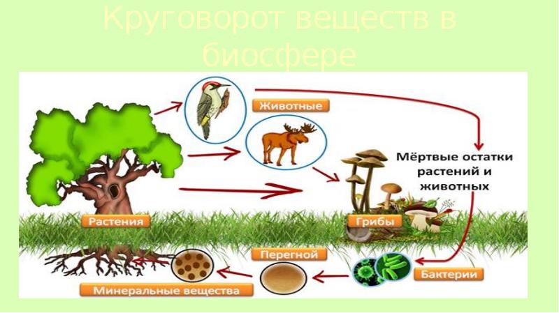 Картинка круговорот веществ в биосфере