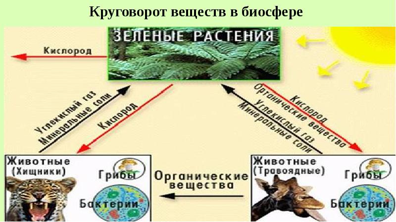 Биосфера земная оболочка презентация 6 класс