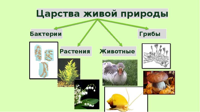 3 царства природы. Царства живой природы. Царство растений грибов животных. Царство животных растений грибов бактерий. Бактерии грибы растения животные это царство.