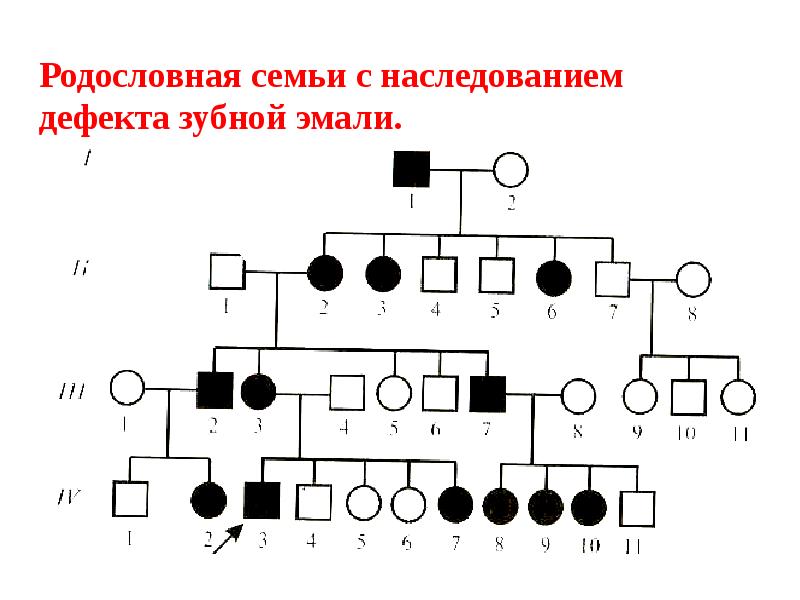 Составить генеалогическую схему