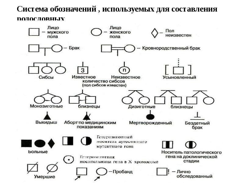 Задачи на составление родословной