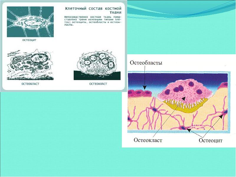 Остеокласты и остеобласты картинки