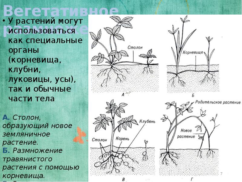 Вегетативное размножение презентация