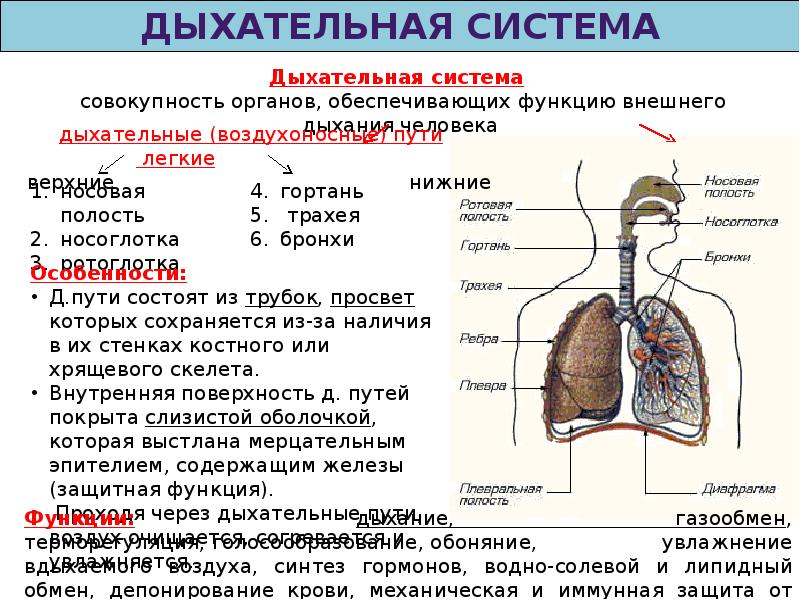 Проект органы дыхания человека