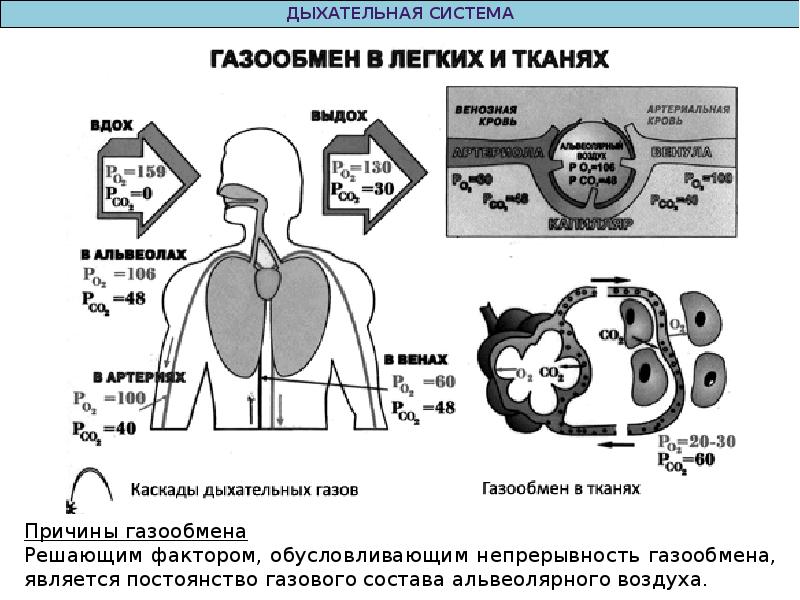 Схема дыхания при па