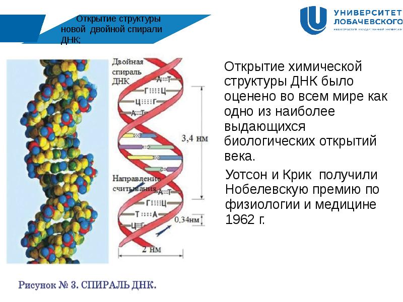 Структуру днк расшифровали. Открытие структуры новой спирали ДНК. Структура ДНК 1953. Двойная спираль ДНК Уотсона и крика. История открытия ДНК строения.
