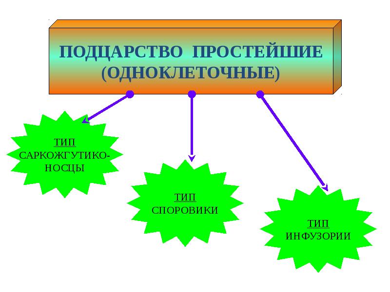 Подцарство простейшие презентация