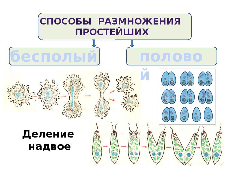 Презентация на тему одноклеточные и одноклеточные организмы 5 класс