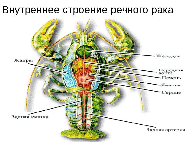 Раковые опухоли мозга