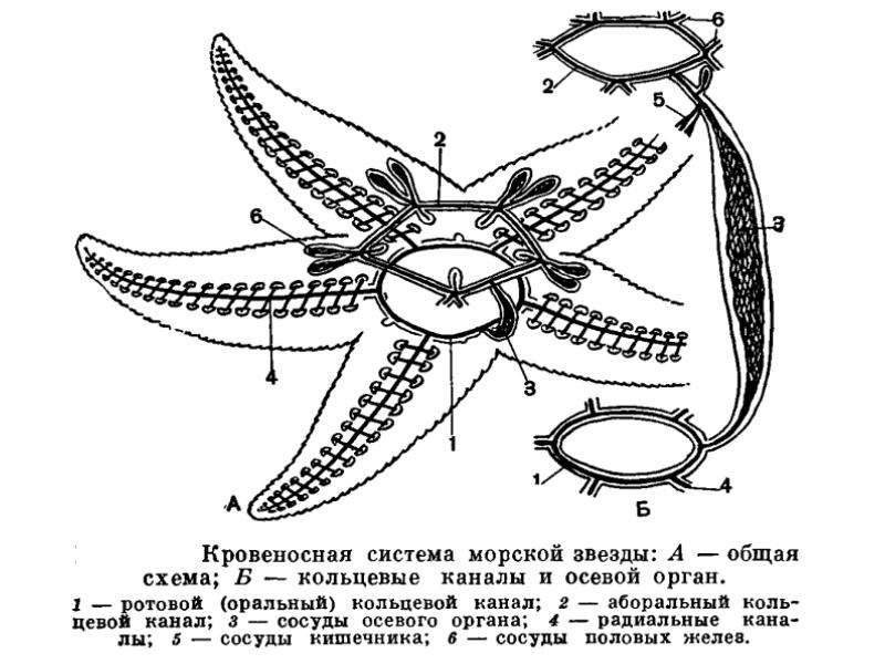 Строение моря схема