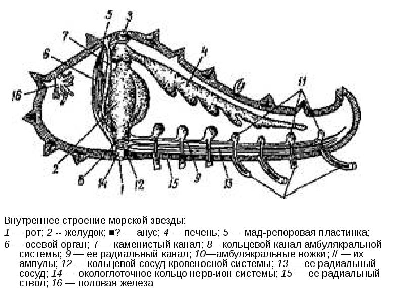 Вскрытая морская звезда рисунок