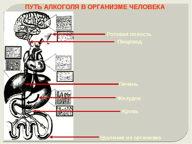 В организме четыре. Расщепление алкоголя в организме. Фермент который расщепляет алкоголь в организме человека. Расщепление водки в организме. Распад алкоголя в организме человека.