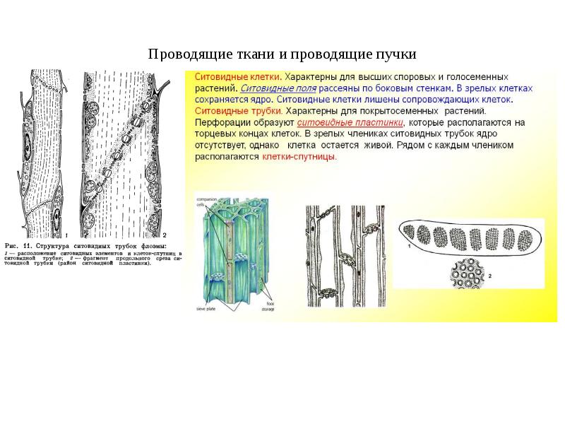 На представленном ниже рисунке зафиксированы сосуды и трахеиды ткани участвующей в важном процессе