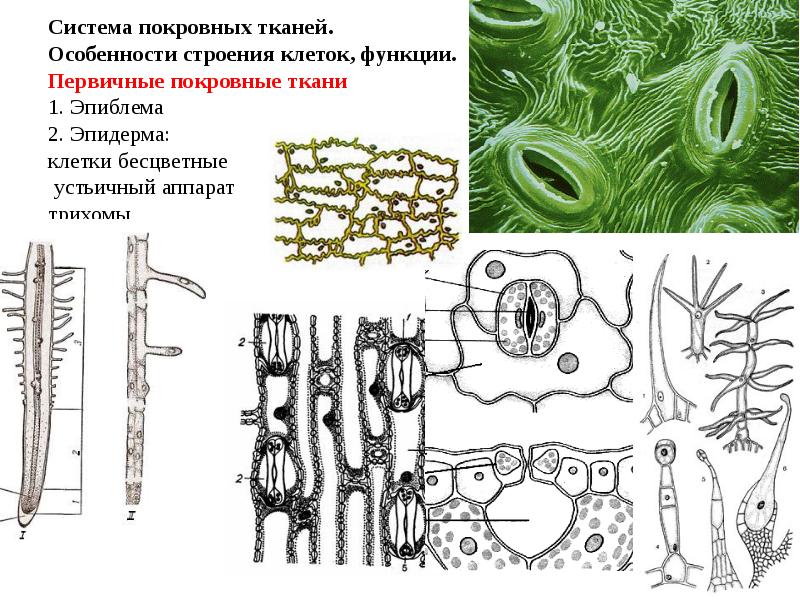 К какой ткани относятся клетки отмеченные на рисунке