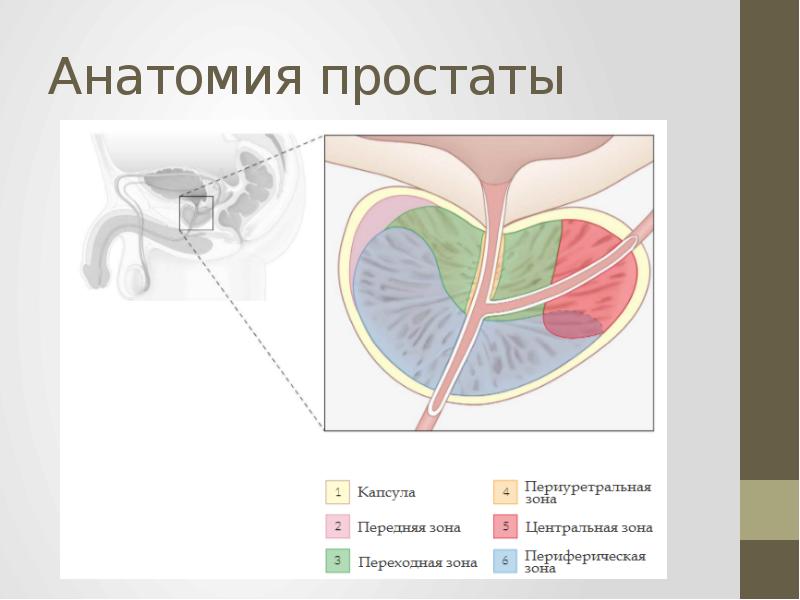 Где находится предстательная железа у мужчин картинка на человеке