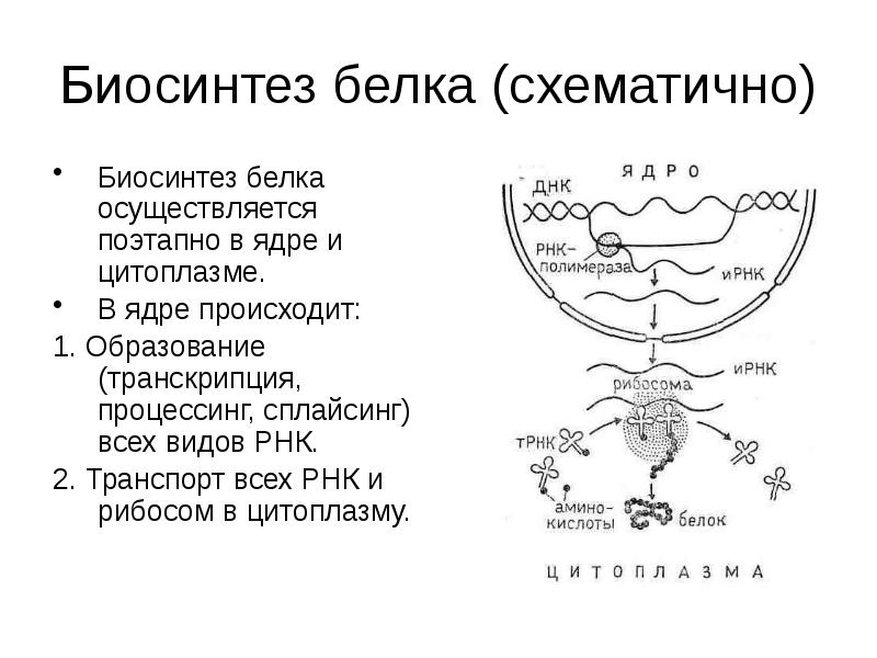 Какой клеточный процесс иллюстрирует нижеприведенная схема