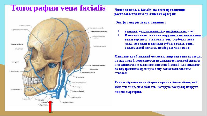 Вена перевод. Занижнечелюстная Вена.