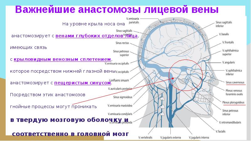 Музыка вена вена вена вен. Анастомозы лицевой вены. Венозные анастомозы на лице. Венозные сплетения головы.